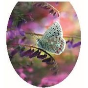 Сиденье д/унитаза мягкое «Бабочка на цветах»