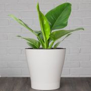 Кашпо «Лея» с автополивом 2,2 л. белый